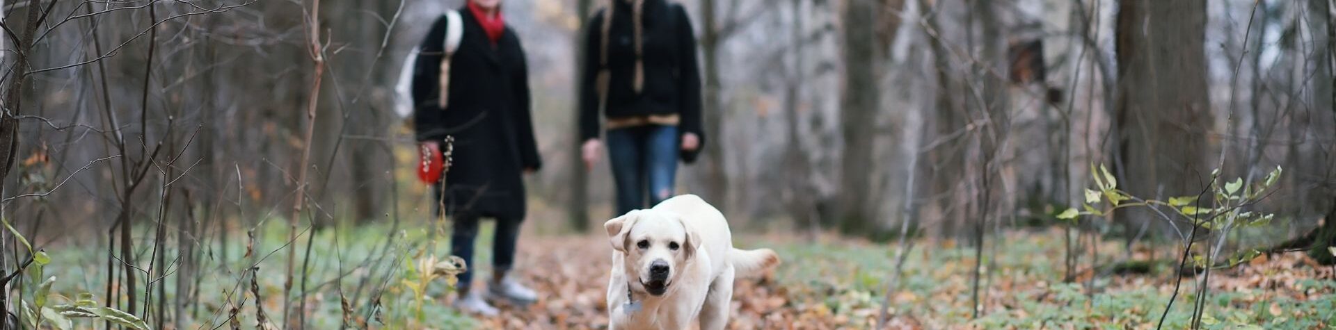 christmas wellbeing guide - lancashire mind