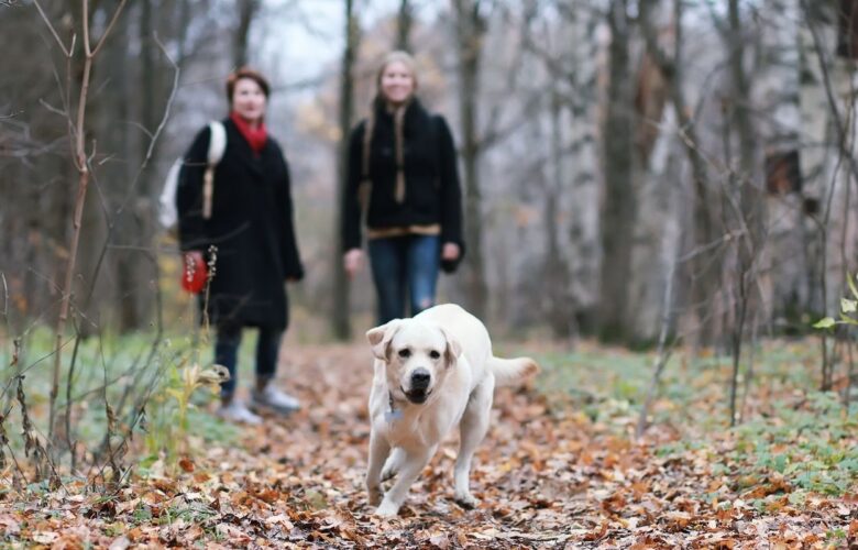 christmas wellbeing guide - lancashire mind